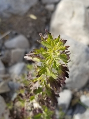 Brickellia laciniata