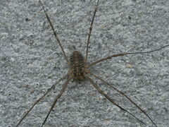 Opilio saxatilis