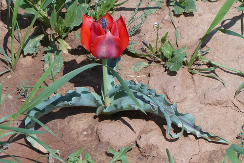 Tulipa undulatifolia micheliana