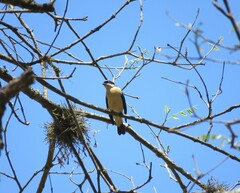 Pipraeidea melanonota