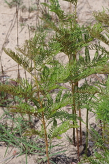 Pteridium centrali-africanum
