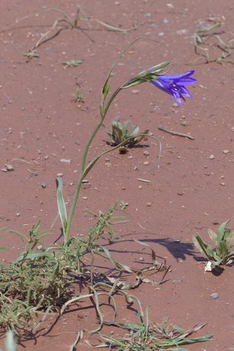 Siberian Lily