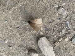 Lignyoptera fumidaria