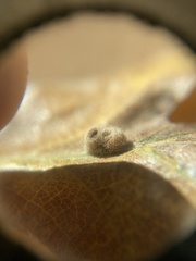 Druon quercuslanigerum