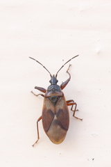 Gastrodes abietum