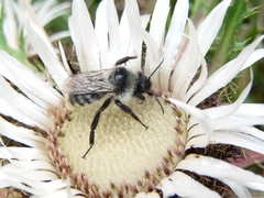 Bombus mesomelas
