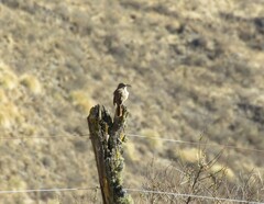 Upucerthia validirostris