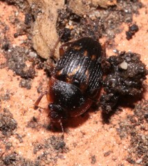 Stelidota geminata