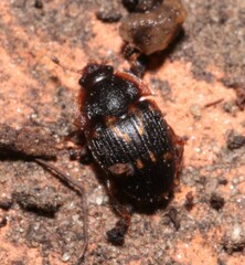 Stelidota geminata