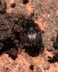 Stelidota geminata