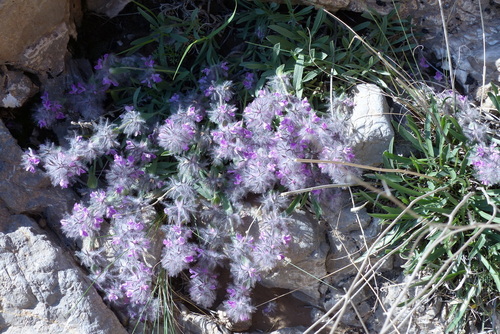 pink cotton lamb's ear
