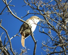 Ochetorhynchus andaecola