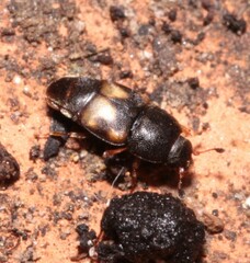 Carpophilus hemipterus