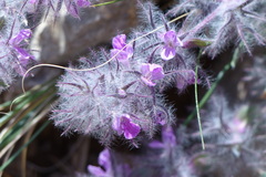 Stachys lavandulifolia