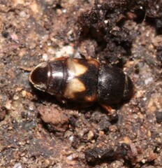 Carpophilus hemipterus