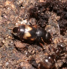 Carpophilus hemipterus