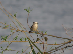 Arundinicola leucocephala