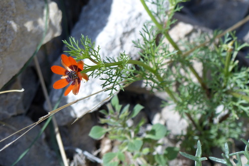 Summer Pheasant's-eye