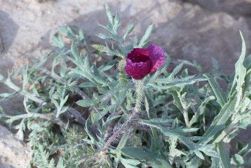 Violet Horned-poppy
