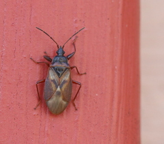 Gastrodes abietum
