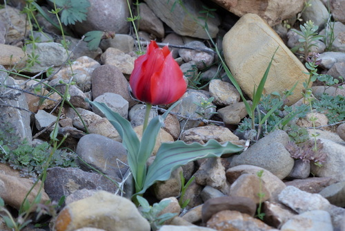 Tulipa undulatifolia micheliana