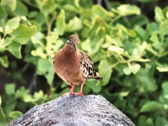 Zenaida galapagoensis