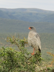 Melierax canorus canorus