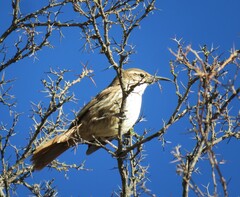 Ochetorhynchus andaecola