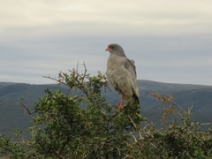 Melierax canorus canorus
