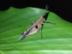 Xiphiola