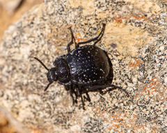 Gyriosomus maculatus