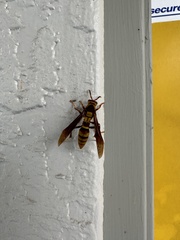 Polistes major major