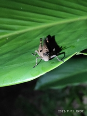 Xiphiola