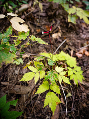 Actaea pachypoda