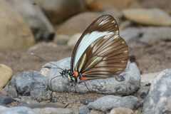 Pieriballia viardi