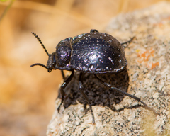 Gyriosomus maculatus