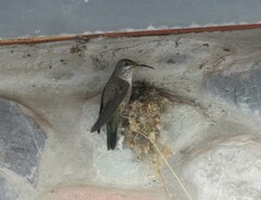 Oreotrochilus estella