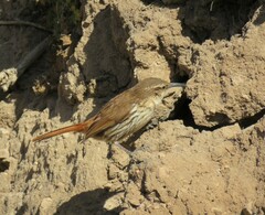 Ochetorhynchus andaecola