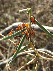 Leptoglossus phyllopus