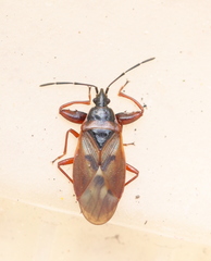 Gastrodes abietum