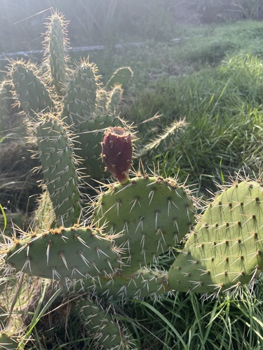 iNaturalist observation photo of Coastal Pricklypear