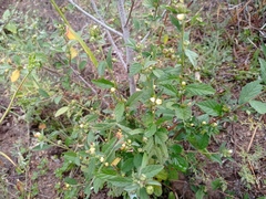 Malvastrum americanum