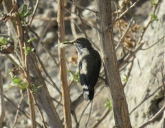 Oreotrochilus estella