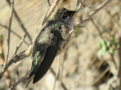 Oreotrochilus estella