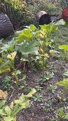 Abelmoschus esculentus