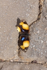 Junonia hierta cebrene