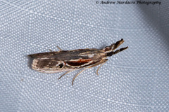 Pseudodavara haemaphoralis