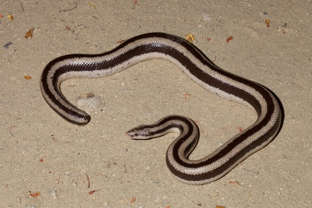Rosy Boa