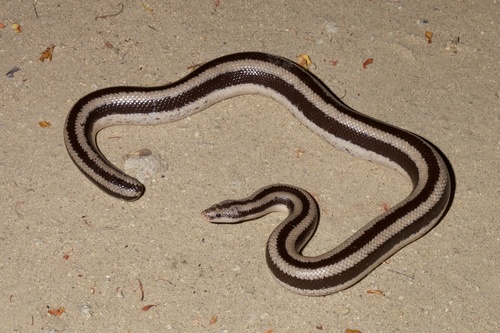 Desert Rosy Boa