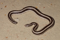 Rosy Boa photo 1